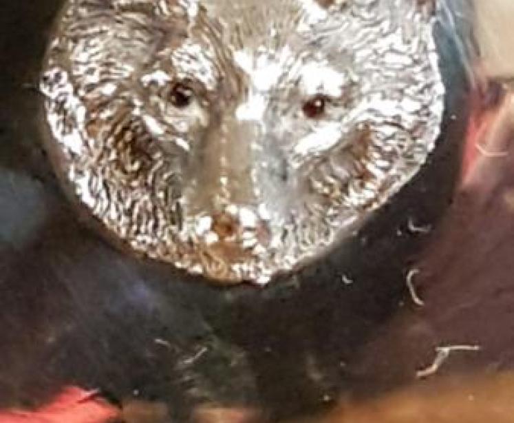 Antique Fox Head with Ruby Eyes Pin Cuff Links Dish - Image 6