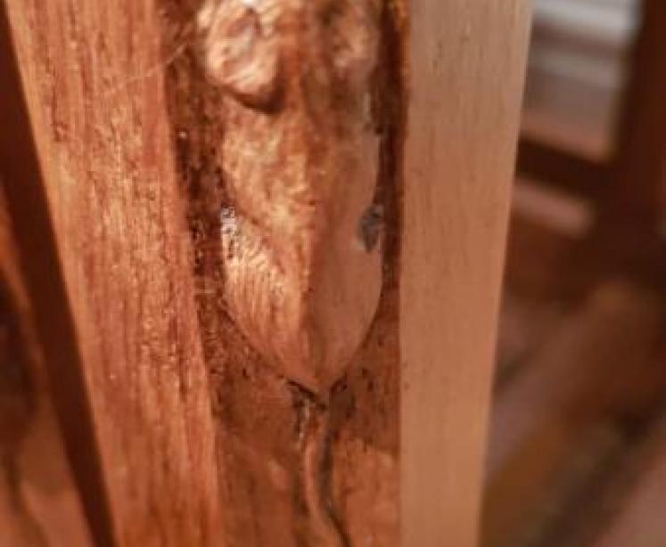 Nest of Original Thompson's of Kilburn Mouseman Tables - Image 5