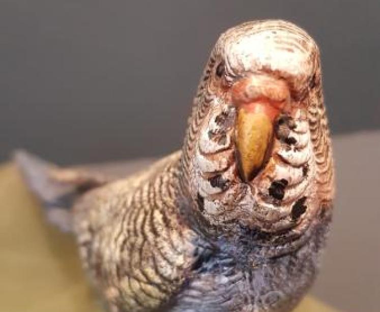 Cold Painted Bronze Budgerigar Desk Tidy - Image 3