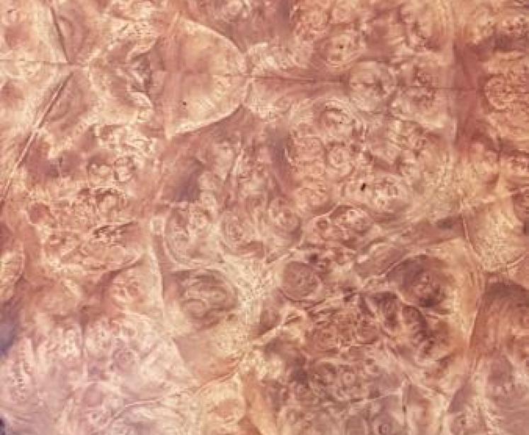 Quality Victorian Burr Walnut Baby Sunderland Table - Image 6