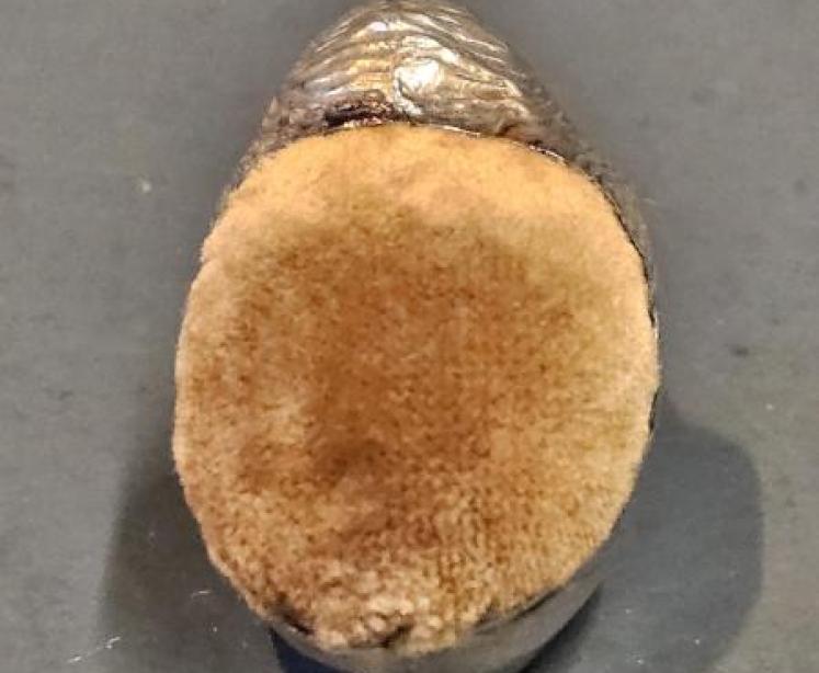 Sampson Mordan Chick Pin Cushion - Image 3